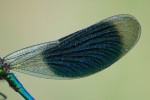Weidebeekjuffer (Calopteryx splendens) vleugel, Emst